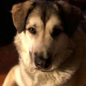 Meet your Posher, Shannon